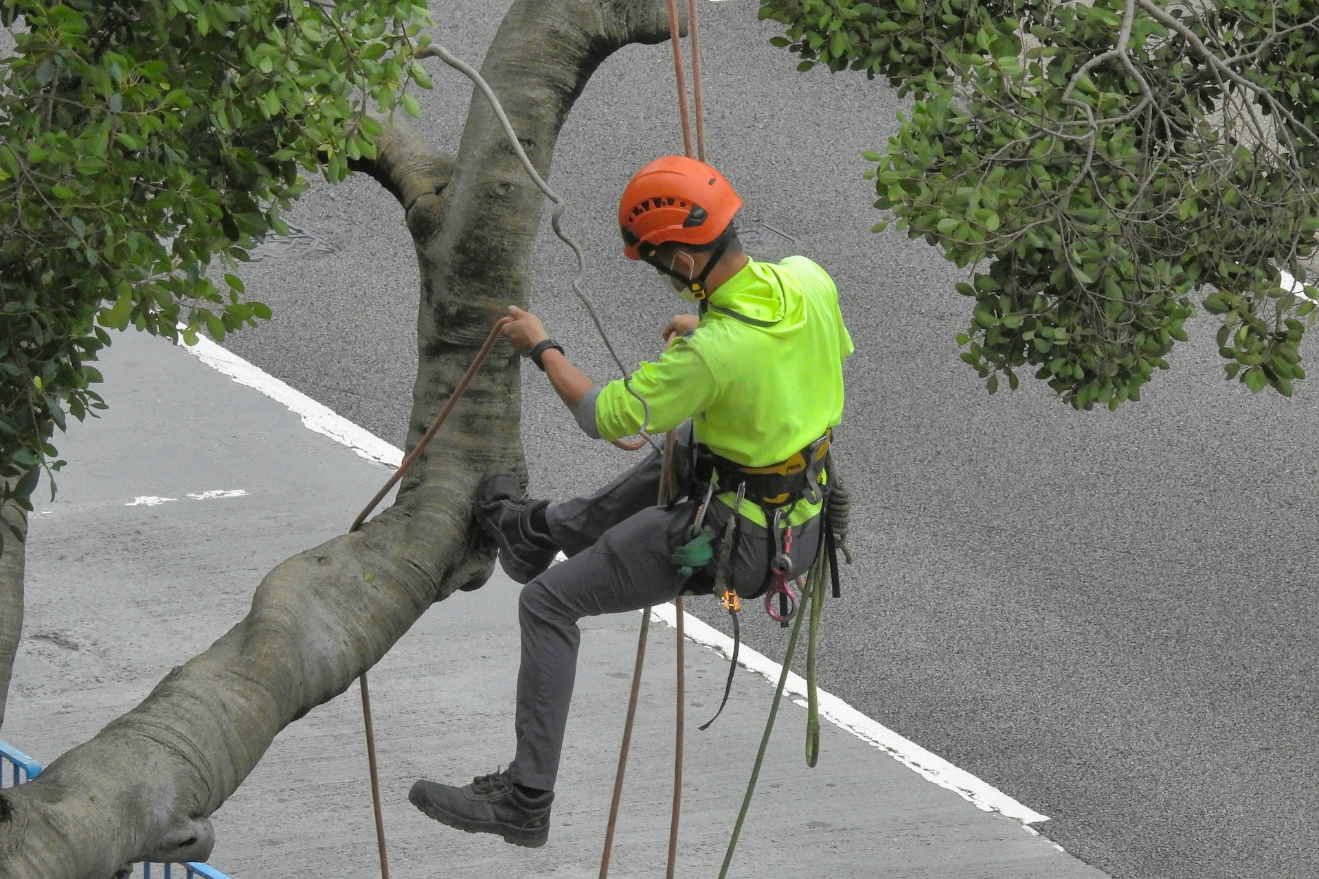 Arborist Service