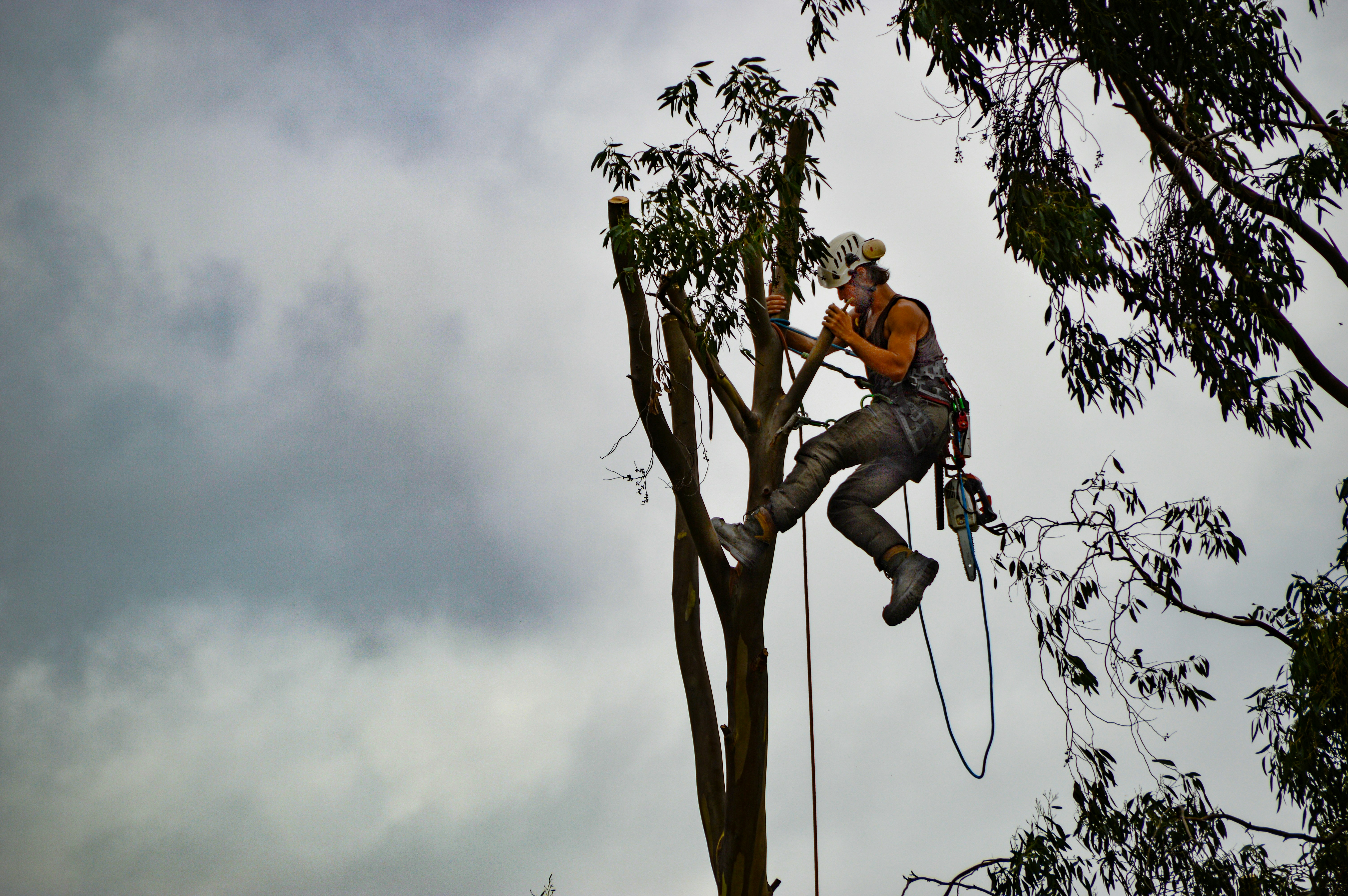 Emergency Tree Service